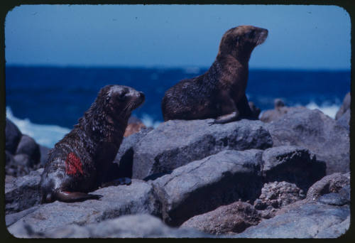 Two sea lion pups