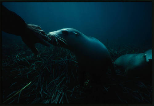 Hand of Ron Taylor and two sea lions