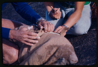 Sea lion with brown cloth sack over its head to help remove fishing line from its' body