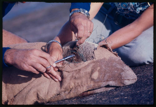 Sea lion with brown cloth sack over its head to help remove fishing line from its' body