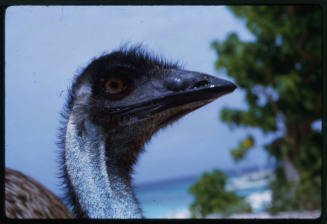 Close up on head of emu