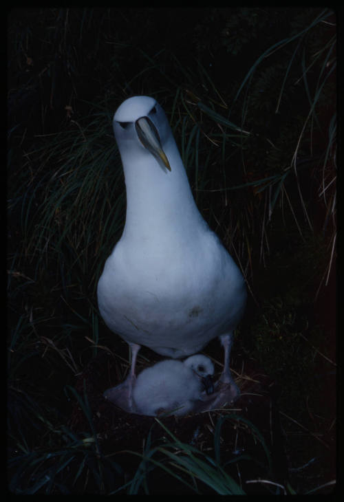 Shy albatross and its chick