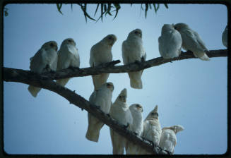 Corellas on a tree branch