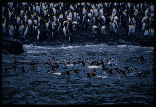 Colony of king penguins near edge of water