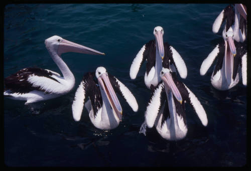 Six pelicans in water