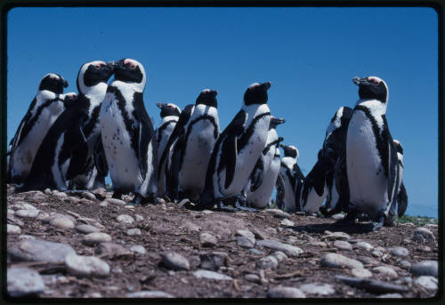 A colony of penguins