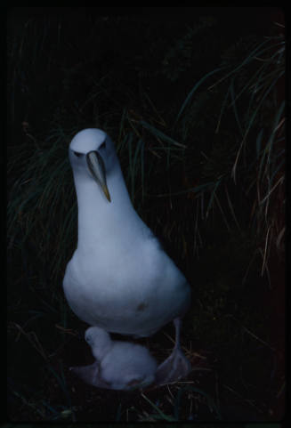 Shy albatross and its chick
