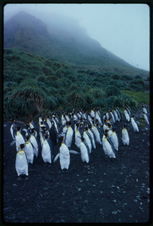 King penguins on beach