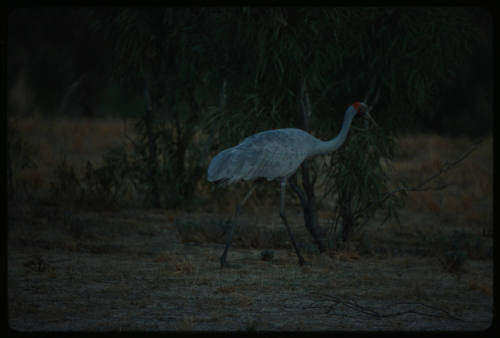 Brolga (Antigone rubicunda)