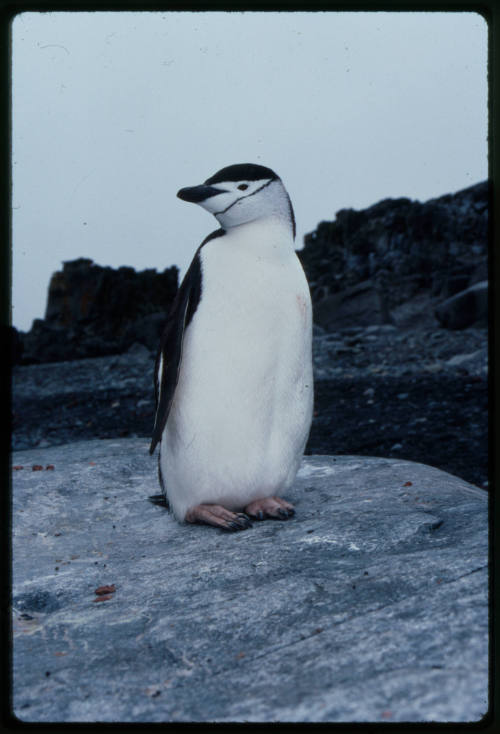 Chinstrap penguin