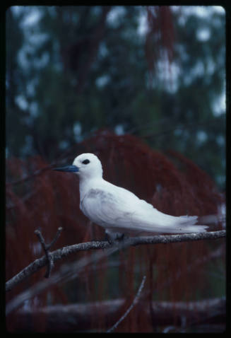 White tern on a tree branch