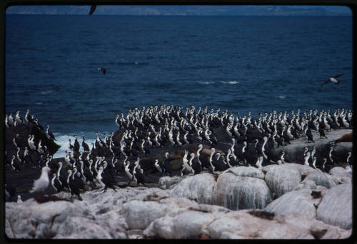 Black faced cormorants on rocky surface near water