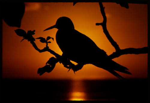 Silhouette of a black noddy during sunset