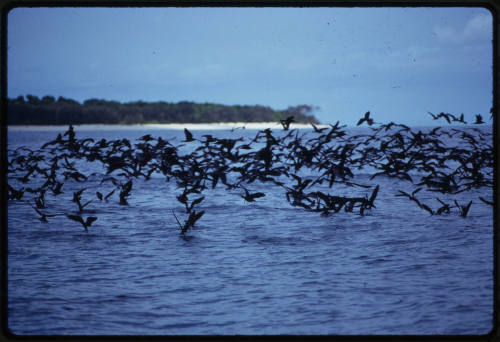 Black noddies fishing