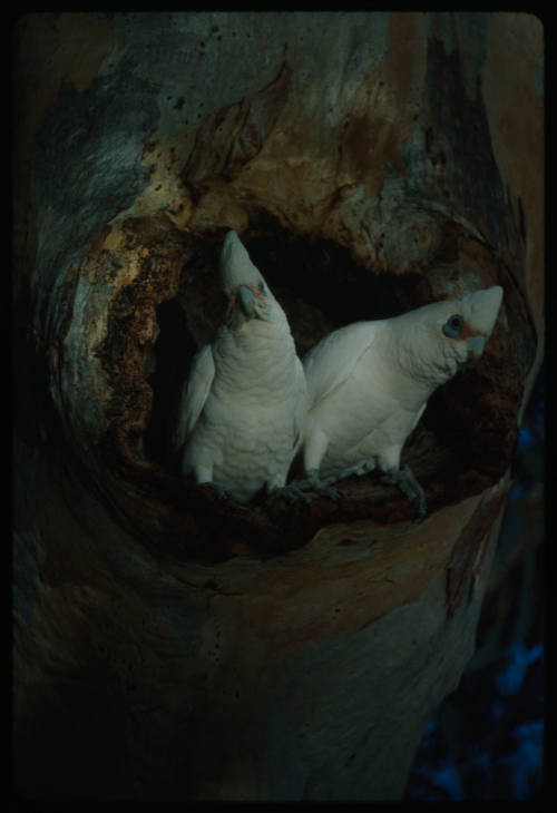 Two little corellas in the hollow of a tree