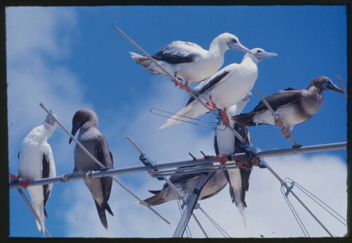 Seven birds on tv antennas