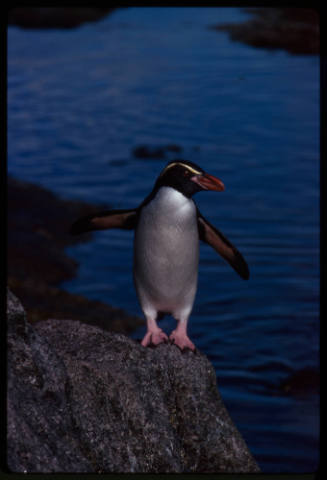 Snares penguin on the edge of a rock