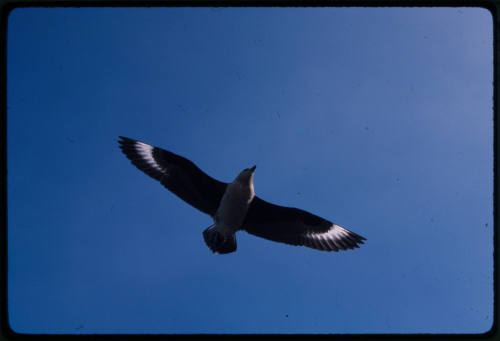 A bird in flight