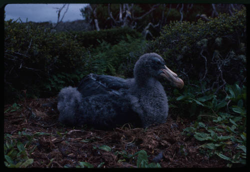 Juvenile southern giant petrel