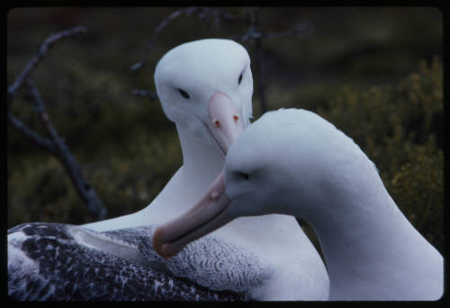 Two wandering albatrosses