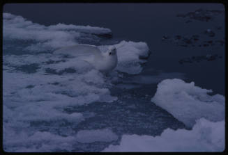 Snow petrel on broken or melting ice