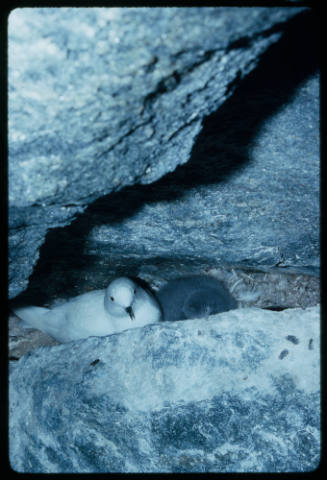 Snow petrel and chick in rock crevice