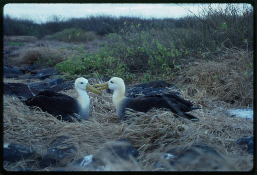 Two waved albatrosses