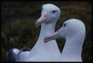 Two wandering albatrosses