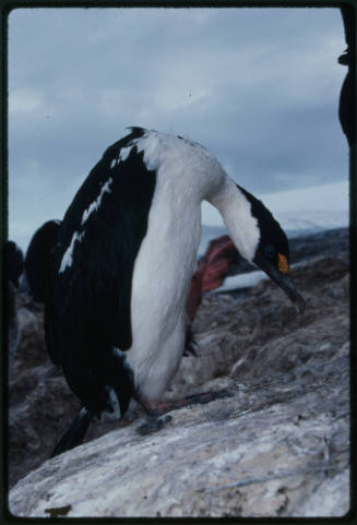 Blue eyed shag on uneven rocky surface