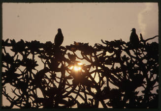 Silhouette of two black noddies