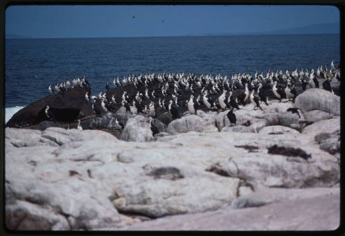 Black faced cormorants on rocky surface near water