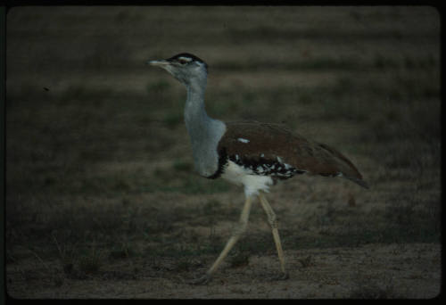 Australian bustard on walking on grassland