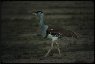 Australian bustard on walking on grassland