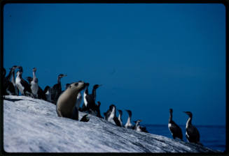 Black and white birds and a sea lion