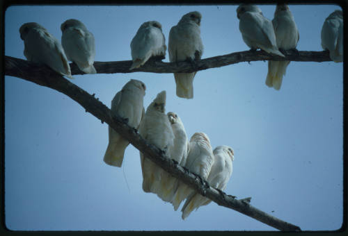 Twelve white birds on a forked branch