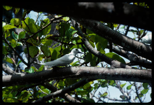 White tern on branch of a tree