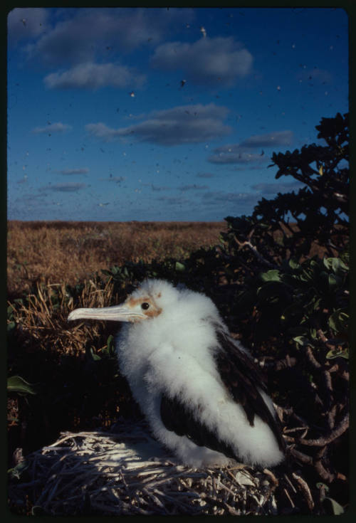 A frigatebird