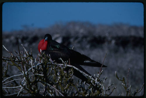 A male frigatebird