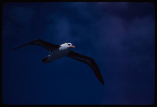 Black browed albatross in flight