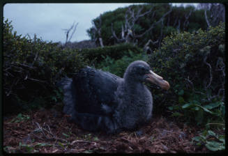 Juvenile southern giant petrel