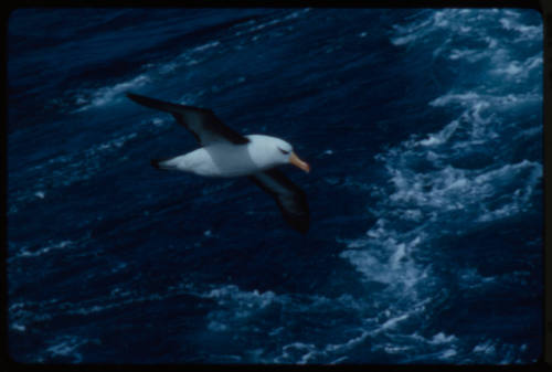 Black browed albatross in flight over water