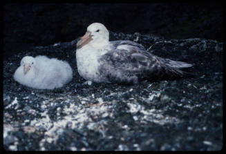 A southern giant petrel and its chick