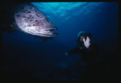 A diver and a Potato Cod