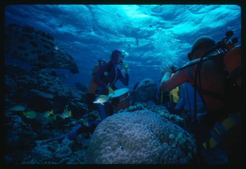 Divers with Potato Cod