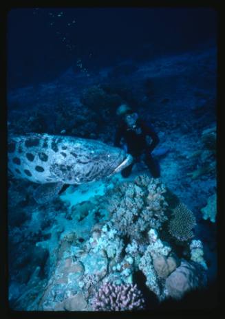 A diver and a Potato Cod