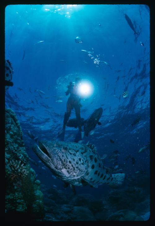 Diver above a potato cod