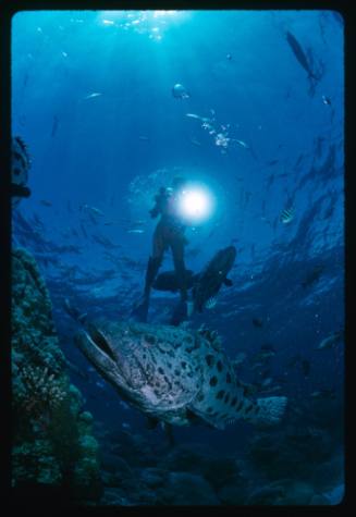 Diver above a potato cod