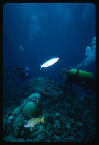 Two divers and a potato cod