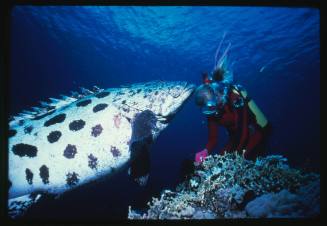 A diver and a potato cod