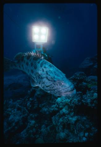 Diver holding rectangular lighting equipment over potato cod
